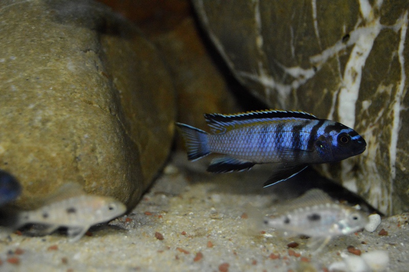 Tropheops kumwera 'Makokola Reef'